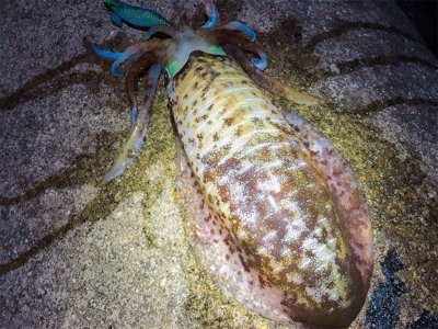 夕まずめパワー