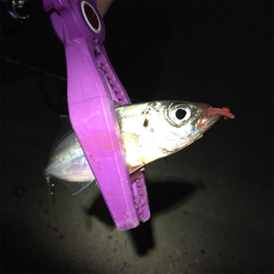 大阪湾奥アジング 終盤