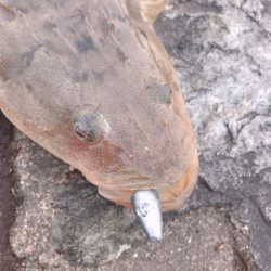 フラットフィッシュ