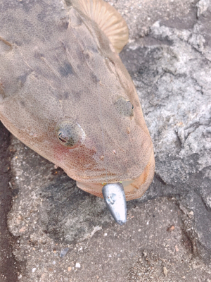 フラットフィッシュ