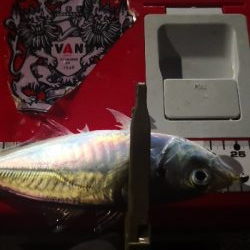 アジング練習 99