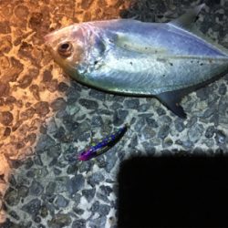 魚影が濃かった。ライトゲーム