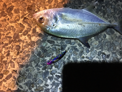 魚影が濃かった。ライトゲーム