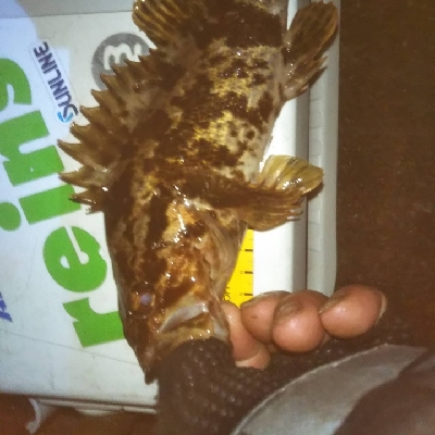 出遅れの初釣り