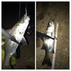 ヒイカ釣り…後のアジング(^.^)