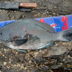 三重県紀北町 沖磯グレ