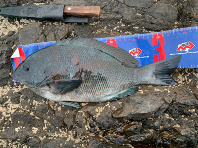三重県紀北町 沖磯グレ
