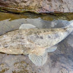 フラット接岸中