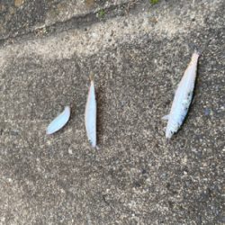 サビキ五目‼️