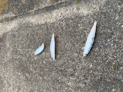 サビキ五目‼️