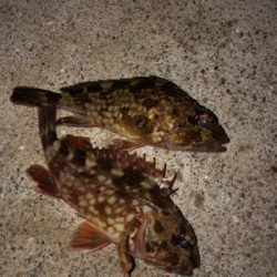 ロックフィッシュ