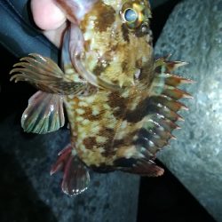 ナイトメバリング