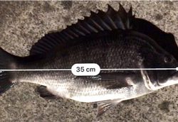 初フィッシュ笑