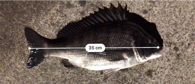 初フィッシュ笑