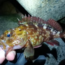 ナイトメバリング