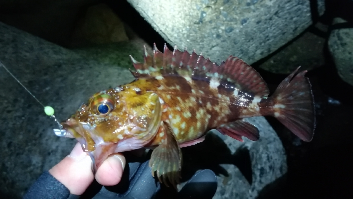 ナイトメバリング