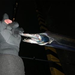 タチウオ無双。