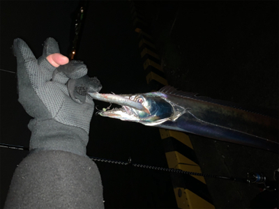 タチウオ無双。