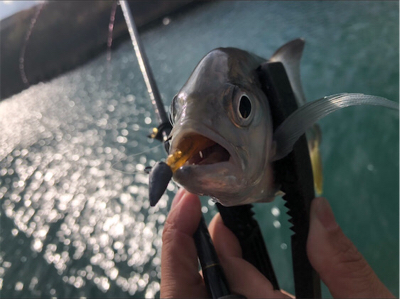 ライトゲーム！