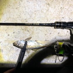 アジング  の旅