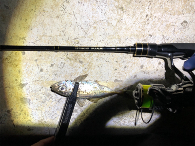 アジング  の旅