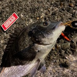 いいサイズの居着きマチヌ