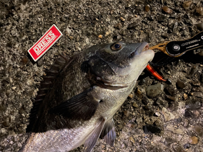 いいサイズの居着きマチヌ