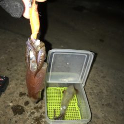 爆釣…と、思ったら渋いヒイカ釣り(＞＜)