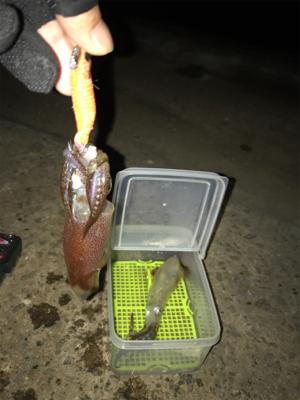 爆釣…と、思ったら渋いヒイカ釣り(＞＜)