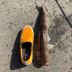 化物エソでやんす