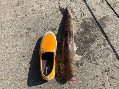 化物エソでやんす