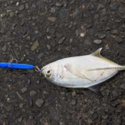 焼津港にもまだメッキ