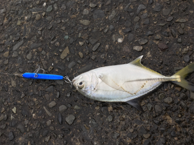 焼津港にもまだメッキ