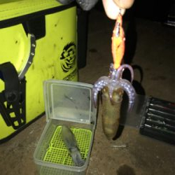 寒い中でのヒイカ釣り…渋すぎ(＞＜)