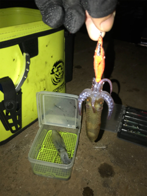 寒い中でのヒイカ釣り…渋すぎ(＞＜)