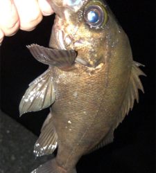 今年初のメバリング