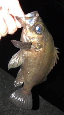 今年初のメバリング