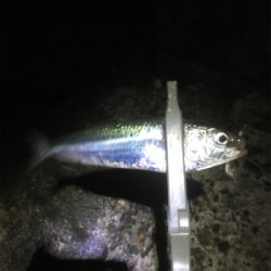 爆風ながら何とか中アジキャッチ