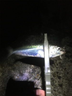 爆風ながら何とか中アジキャッチ