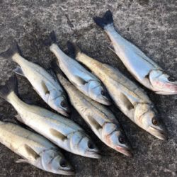 イワシの群れあり