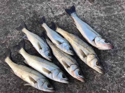 イワシの群れあり