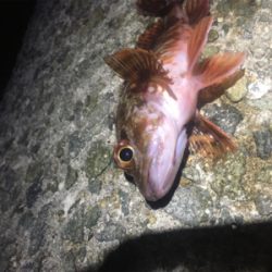 ライトワインドとメバリング