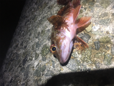 ライトワインドとメバリング