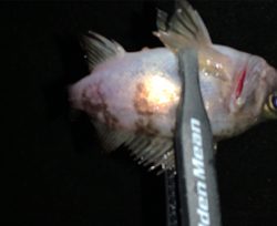 メバルがいない