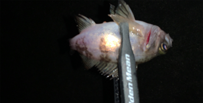 メバルがいない