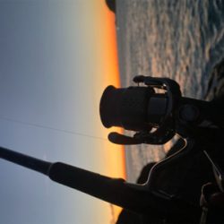 久しぶりの青物はメジロ