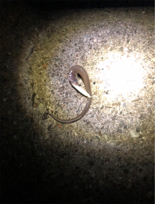 こんな事って⁈