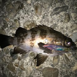 2020ライトゲーム第3戦