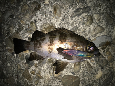 2020ライトゲーム第3戦