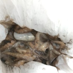 今年初のイイダコ